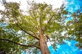 Best Lawn Grading and Leveling  in Ashtabula, OH