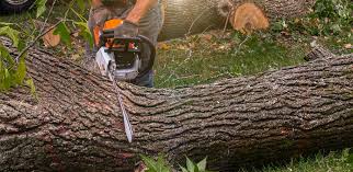 Best Tree Cabling and Bracing  in Ashtabula, OH