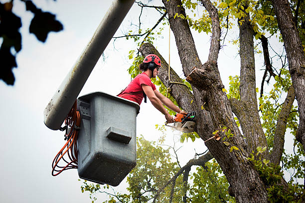 Best Tree Disease Treatment  in Ashtabula, OH