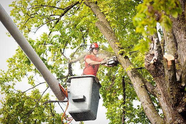 Best Tree Preservation Services  in Ashtabula, OH